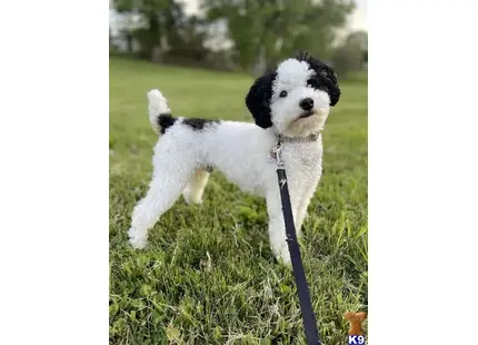 Fergus available Poodle puppy located in CARTHAGE